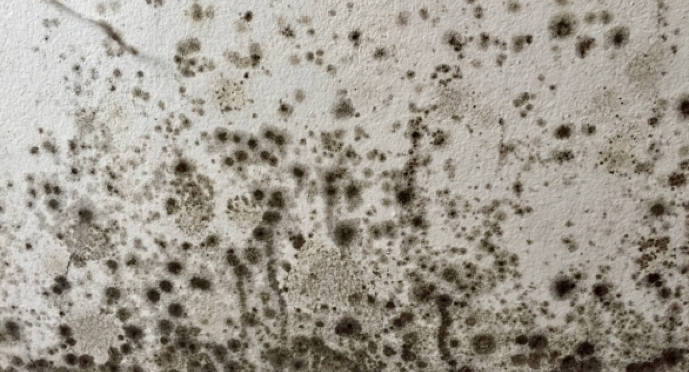 Health Risks of Mould in Your South Yorkshire Bathroom & How MP Electrical Tackles It - MP Electrical